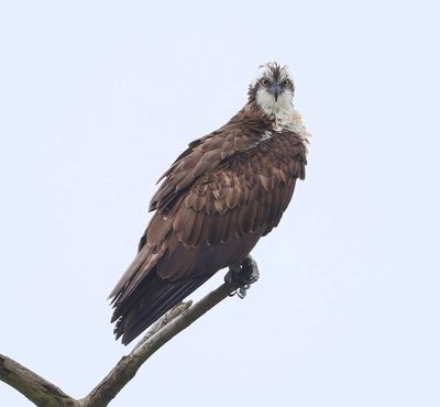 Visarend - Osprey