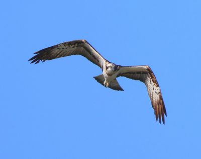 Visarend - Osprey
