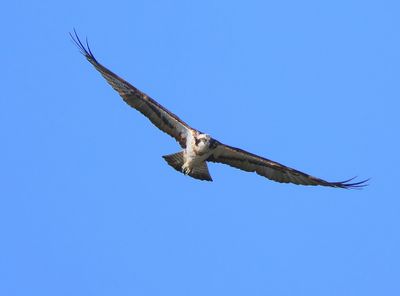 Visarend - Osprey