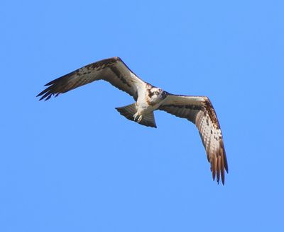 Visarend - Osprey