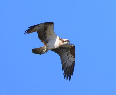 Visarend - Osprey