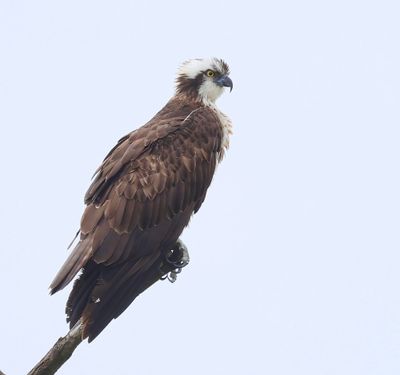 Visarend - Osprey