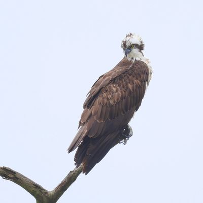 Visarend - Osprey