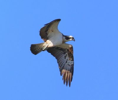 Visarend - Osprey