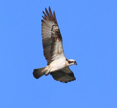 Visarend - Osprey
