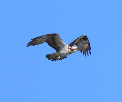 Visarend - Osprey