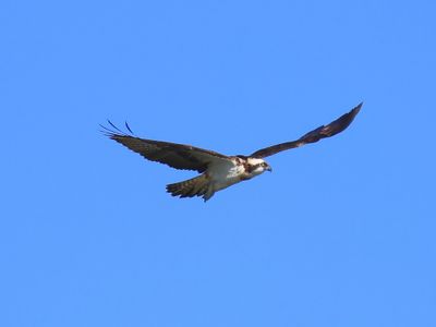 Visarend - Osprey