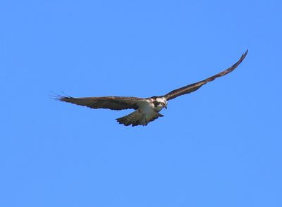 Visarend - Osprey