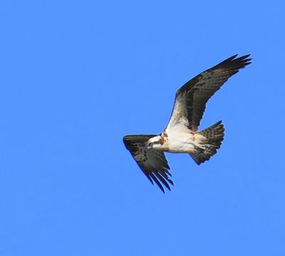 Visarend - Osprey