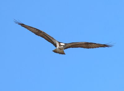 Visarend - Osprey