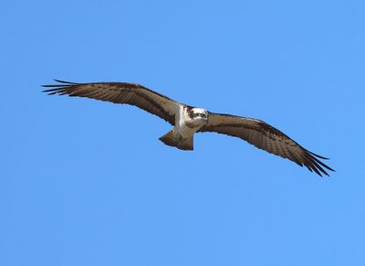 Visarend - Osprey