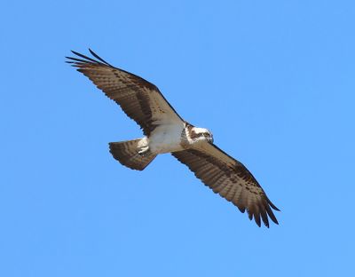 Visarend - Osprey