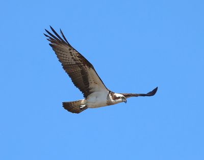 Visarend - Osprey