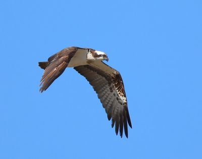 Visarend - Osprey