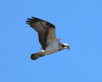 Visarend - Osprey