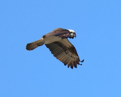 Visarend - Osprey