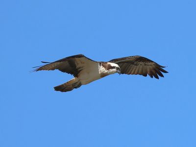 Visarend - Osprey