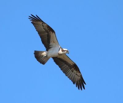 Visarend - Osprey