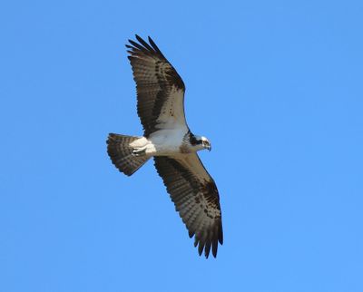 Visarend - Osprey
