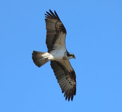 Visarend - Osprey