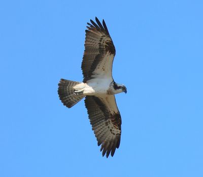 Visarend - Osprey