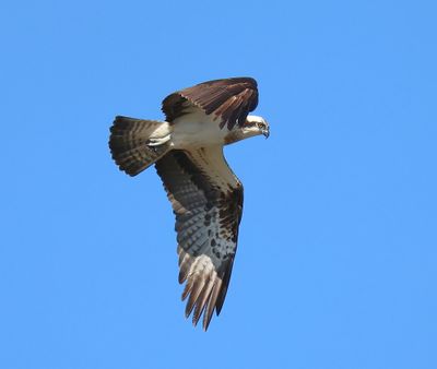 Visarend - Osprey