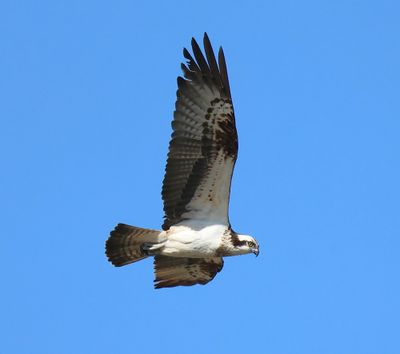 Visarend - Osprey
