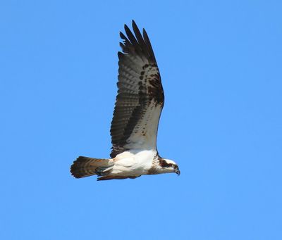 Visarend - Osprey