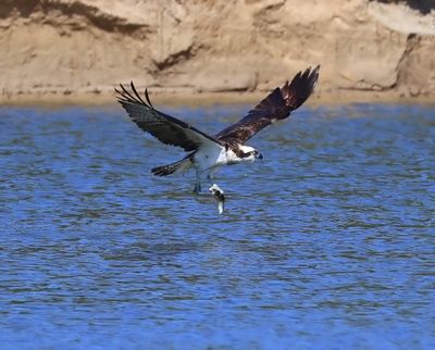 Visarend - Osprey