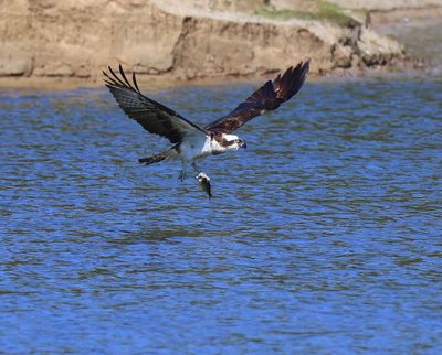 Visarend - Osprey