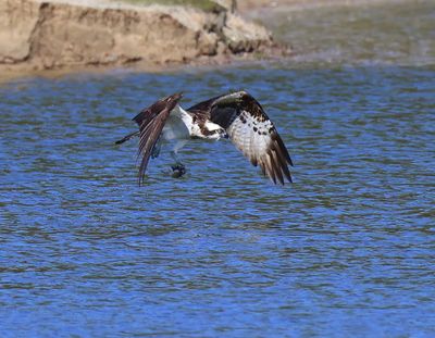 Visarend - Osprey