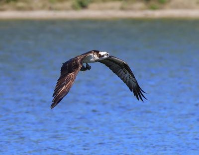 Visarend - Osprey