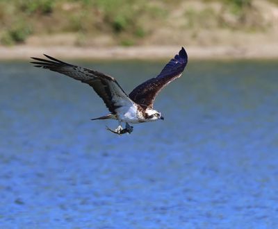 Visarend - Osprey