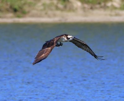 Visarend - Osprey