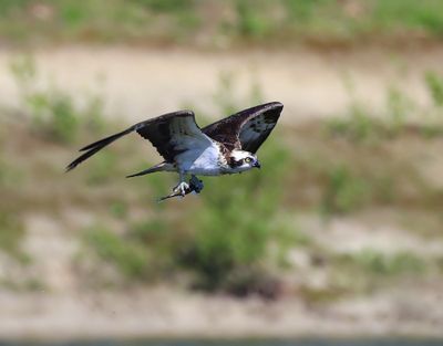 Visarend - Osprey