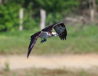 Visarend - Osprey
