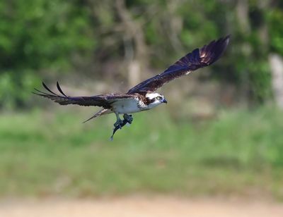 Visarend - Osprey