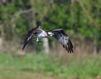 Visarend - Osprey