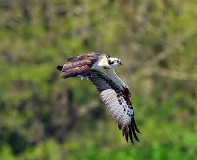 Visarend - Osprey