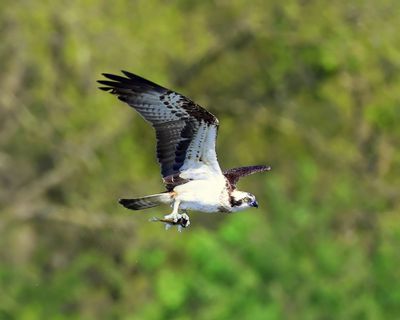 Visarend - Osprey
