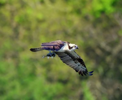 Visarend - Osprey