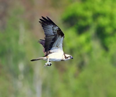 Visarend - Osprey