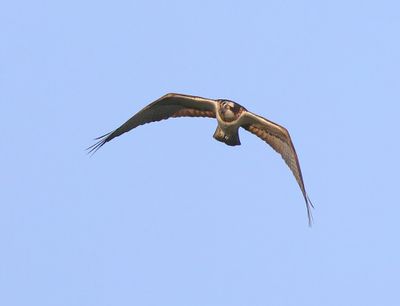 Visarend - Osprey