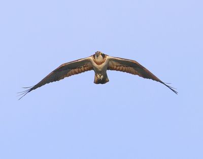 Visarend - Osprey