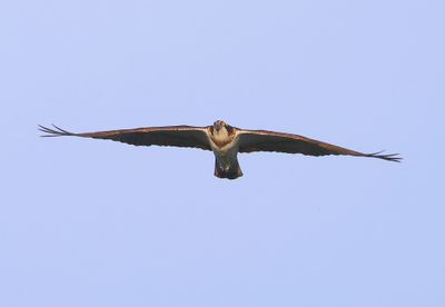 Visarend - Osprey