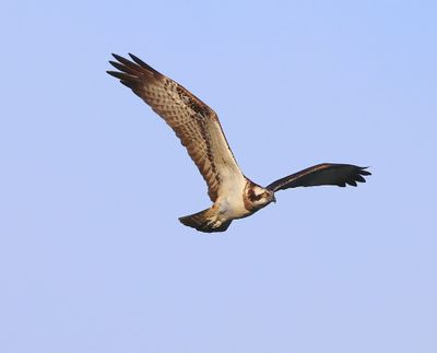 Visarend - Osprey
