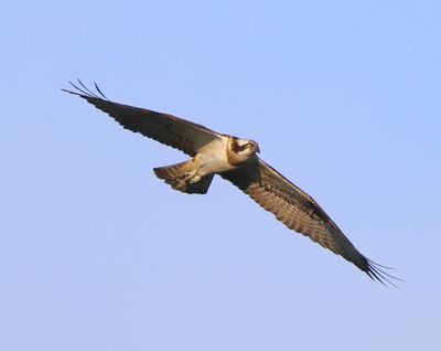 Visarend - Osprey