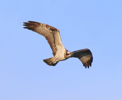 Visarend - Osprey