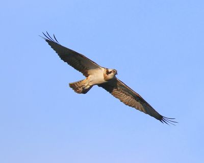 Visarend - Osprey