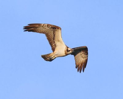 Visarend - Osprey